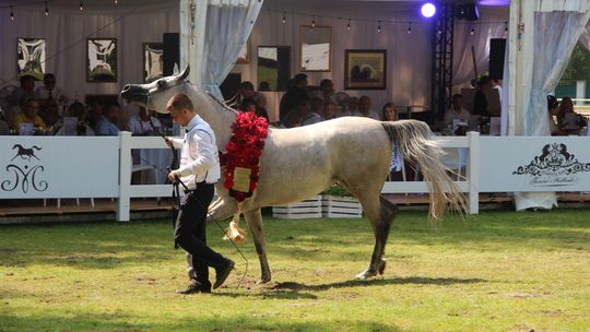 Pride of Poland 2022. Który koń będzie lokomotywą sławnej aukcji? 
