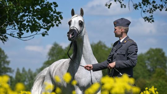 Pride of Poland 2025. Na liście 15 koni, a gwiazdą Adelita