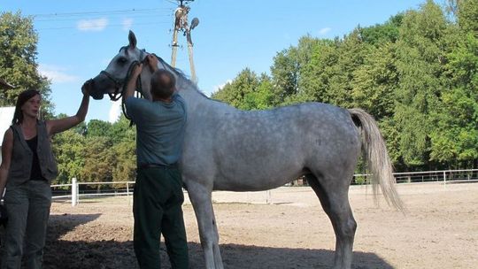 Pride Of Poland. Dni Konia Arabskiego w Janowie Podlaskim