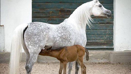 Pride of Poland: Ejrene i Etnologia gwiazdami aukcji