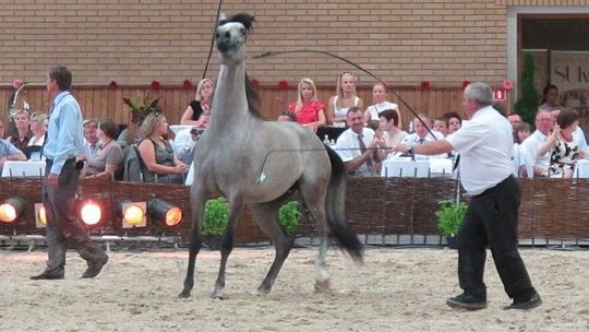 Pride Of Poland: Piacenza sprzedana za 475 tys. euro, Palabra za 400 tys. 