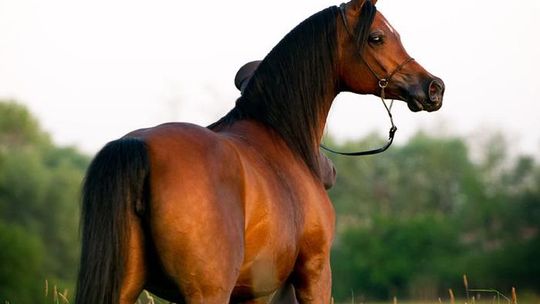 Pride of Poland: Sprzedali konie za 1,5 mln euro