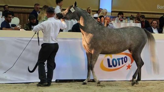 Pride of Poland. Sprzedano tylko 6 koni z 25. Prezes: "Nie wyciągnę przecież kupcom pieniędzy z kieszeni"