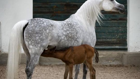 Pride of Poland: Trwa aukcja koni w Janowie Podlaskim (relacja)