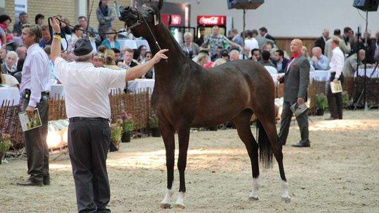 Pride of Poland w Janowie Podlaskim: Aukcja udana, chociaż bez rekordu