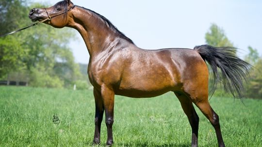 Pride of Poland. Żona Charliego Wattsa z Rolling Stones kupiła klacz za 410 tys. euro