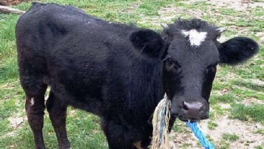 Problem z cielakiem w gminie Radecznica. Nikt go nie szuka [aktualizacja]