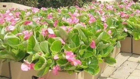 Problem z zamówieniem na kwiaty do ozdoby lubelskich ulic