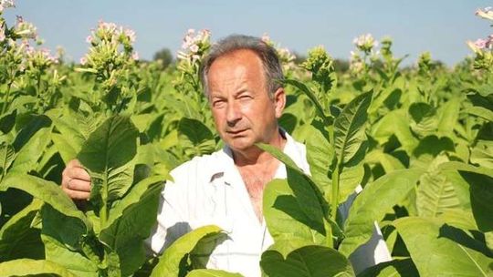 Problemy producentów tytoniu. Produkujemy 30 tys. ton, a potrzeba 100 tys. ton