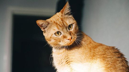 Problemy trawienne u kota? Zadbaj o jego mikroflorę i odporność!