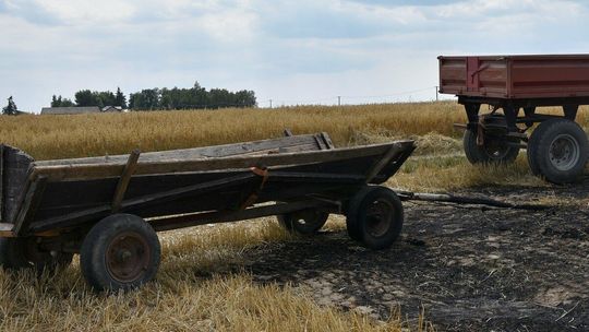 Próbował ugasić płonące zboże, ale sam zginął. To było zaprószenie ognia?