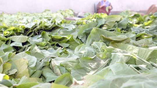 Producenci tytoniu boją się, że stracą część pieniędzy z unijnych dopłat