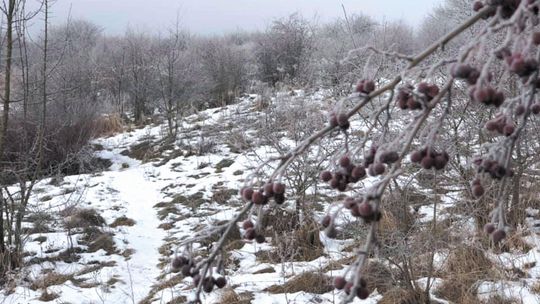Prof. Chmielewski o górkach czechowskich: Nie o zwykły park tu chodzi