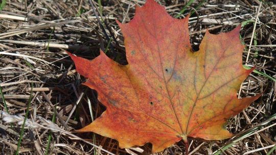 Prognoza pogody: W grudniu nawet 13 stopni