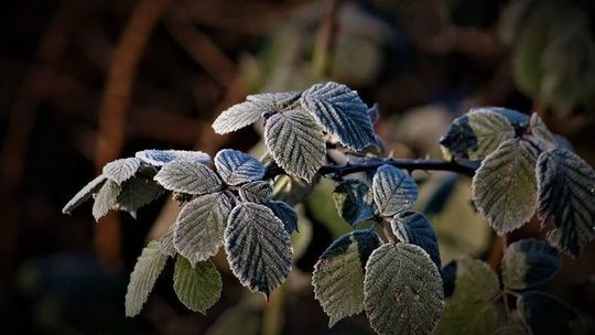 Prognoza pogody. We wtorek przymrozki 