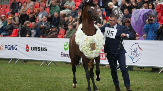 Prokurator zmienił zdanie ws. śledztwa w stadninie w Janowie