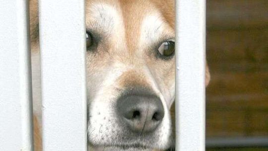 Prokuratura bada schronisko w Puławach. "Zapewniamy psom bardzo dobrą opiekę"