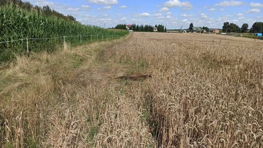 Prokuratura chce aresztu dla właściciela owczarków, które zagryzły człowieka