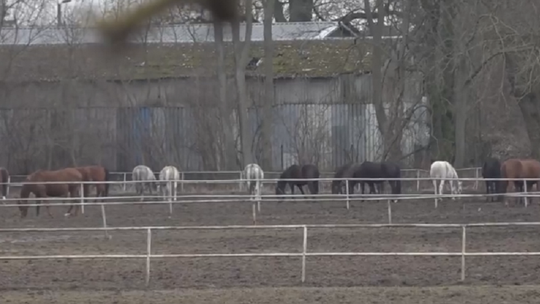 Protest pracowników stadniny w Janowie Podlaskim. Zapowiadają, że nie wpuszczą nowej prezes