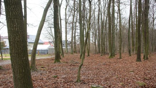 Protesy przyniosły skutek. Wycinka w lesie Rejkowizna wstrzymana przez ministra