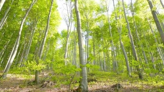 Przebrali się w lesie. Ale policjanci nie dali się nabrać