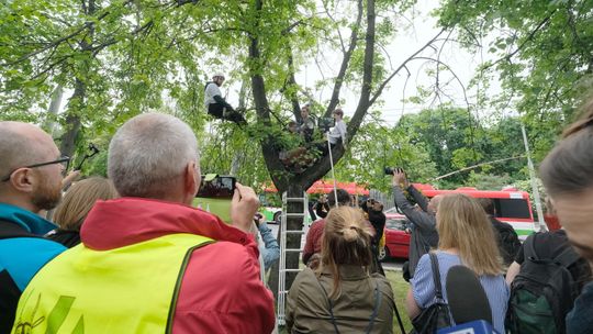 Przebudowa Al. Racławickich odłożona, ale obrońcy drzew nie składają broni. "Jeśli będą wycinane, będziemy bronili je własnym ciałem"