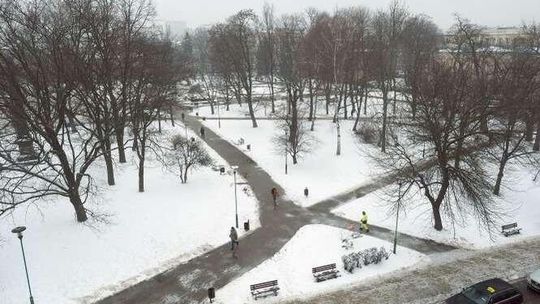 Przebudowa placu Litewskiego: Wytną mniej drzew niż planowali wcześniej?