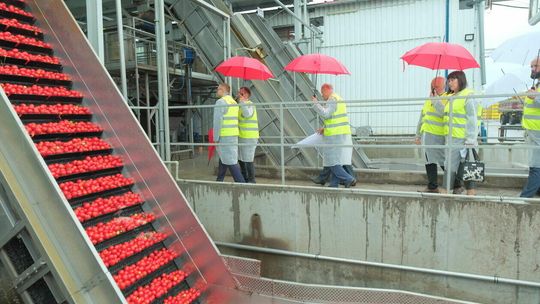 Przecier pomidorowy z kosmicznej linii w Milejowie