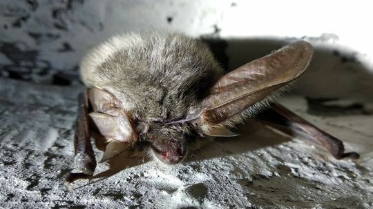 Przed nami Międzynarodowa Noc Nietoperzy. Daj schronienie tym pożytecznym ssakom