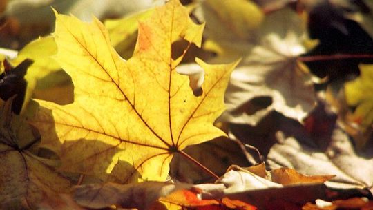 Przed nami złota jesień. W tym tygodniu nawet 23 stopnie