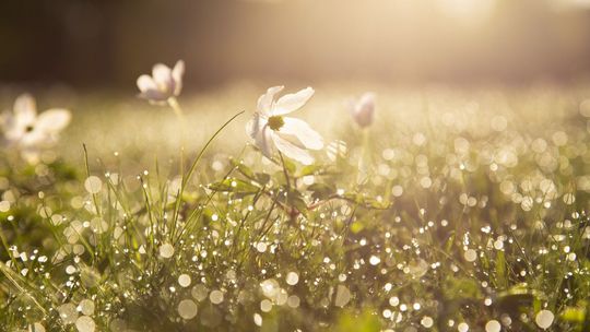 Przedwiośnie w pełni. Dużo słońca w najbliższych dniach, także na wschodzie Polski