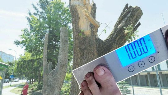 Przegląd tygodnia. 10 kg radnego mniej. Żeby tylko statykę zachował, bo go wytną