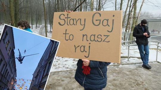 Przegląd tygodnia. Śnieg zawrócił w głowie sztukmistrzowi 