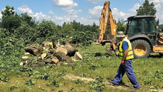 Przegląd tygodnia. Spójna polityka proekologiczna Ratusza