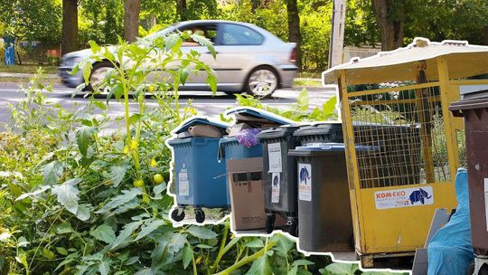 Przegląd tygodnia. Szybcy jak błyskawica, po owocach ich poznacie