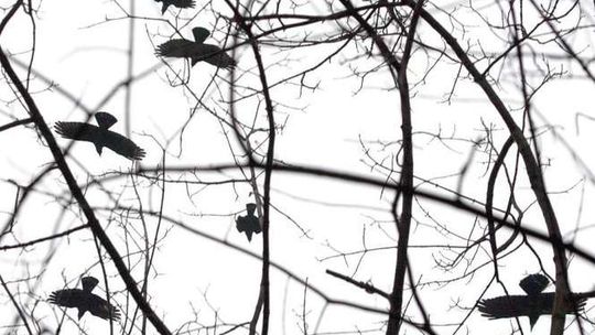 Przegonią gawrony. Ale dopiero latem