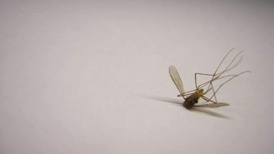 Przekomarzania w sprawie odkomarzania. Mieszkańcy chcą oprysków, urząd nie