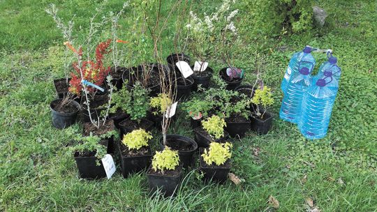 Przekonała sąsiadów. Będzie kwietna łąka zamiast klepiska