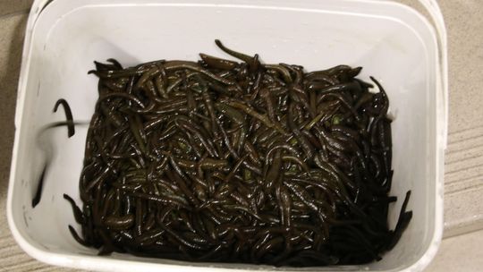 Przemycał przez granicę kilka tysięcy pijawek. Miały trafić do Warszawy