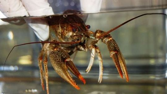 Przemycali raki w tekturowym pudle. Trafiły do zoo (zdjęcia, wideo)