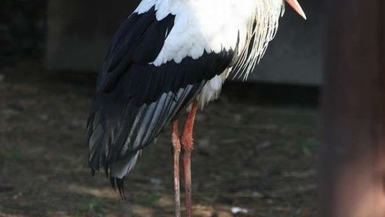 Przenosiny u bocianów. Ze starych dachów i niezabezpieczonych słupów