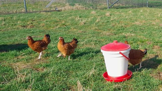 Przepiórki doskonałym uzupełnieniem przydomowego kurnika