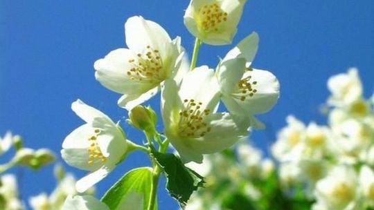 Przepis na nalewkę jaśminową