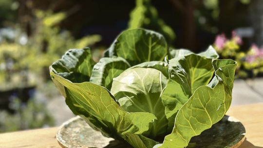 Przepisy na grilla: młoda kapusta