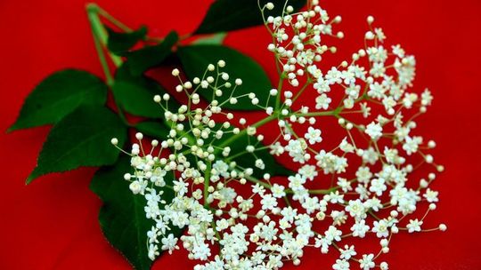 Przepisy na nalewki. Kwiat czarnego bzu