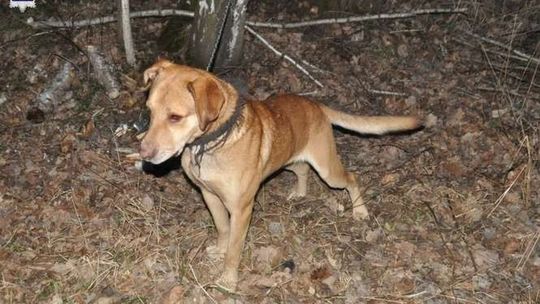 Przeraźliwe wycie dobiegało z lasu. Kto przywiązał tego psa do drzewa? Apel policji