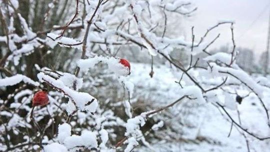 Przerwy w dostawach prądu po burzy śnieżnej. Pogoda na poniedziałek