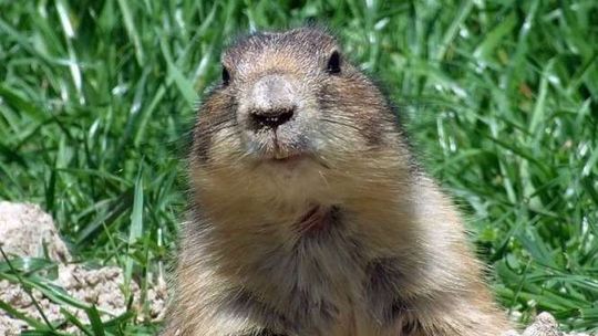 Przesiedlą 120 susłów perełkowanych z rezerwatu. Trafią nad Huczwę