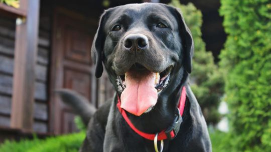 Przestrzeń dopasowana do potrzeb zwierzęcia. Budowa i wyposażenie bezpiecznego wybiegu