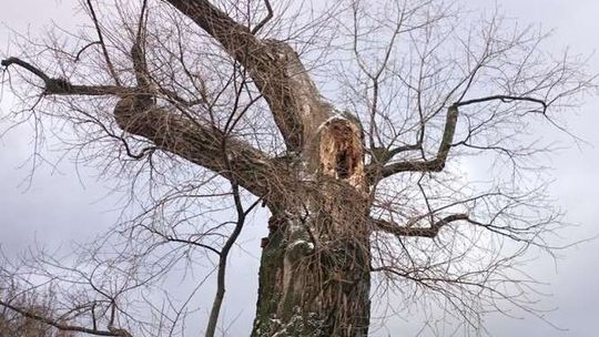 Prześwietlą drzewo na pl. Litewskim. Dziś badanie Baobabu